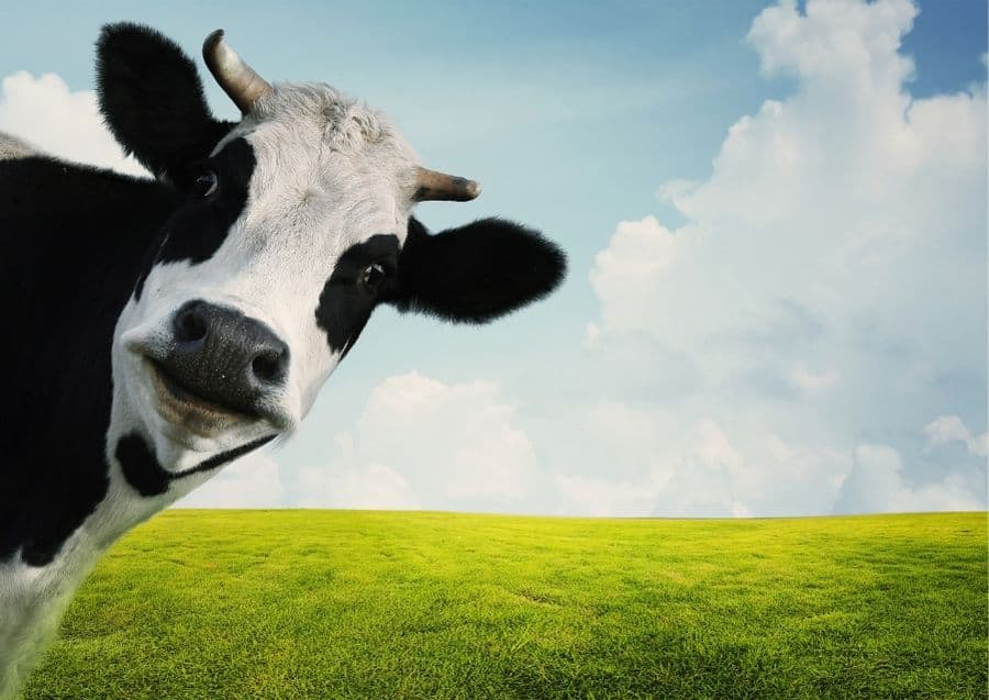 1 Wat is het verschil tussen lactose intolerantie en koemelkintolerantie?